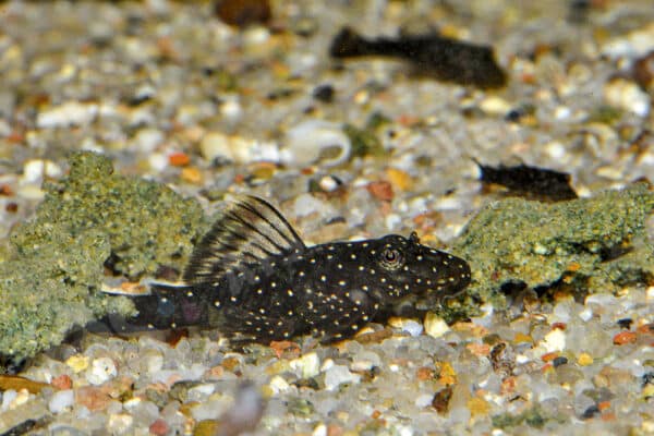 Auch Gelfutter wird von jungen Ancistrus sp. (L 486) gefressen Auch Gelfutter wird von jungen Ancistrus sp. (L 486) gefressen