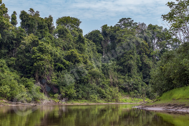 Biotop von Ancistrus alga "Rio Tapiche" Biotop von Ancistrus alga "Rio Tapiche"