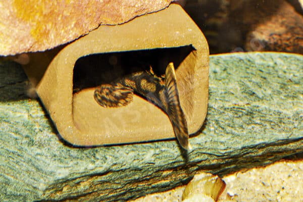 Brutpflegendes Männchen von Ancistrus sp. (L 519) Brutpflegendes Männchen von Ancistrus sp. (L 519)