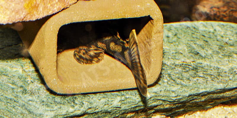 Brutpflegendes Männchen von Ancistrus sp. (L 519) Brutpflegendes Männchen von Ancistrus sp. (L 519)