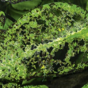 Ancistrus und Pflanzen – warum manche Welse an Pflanzen gehen