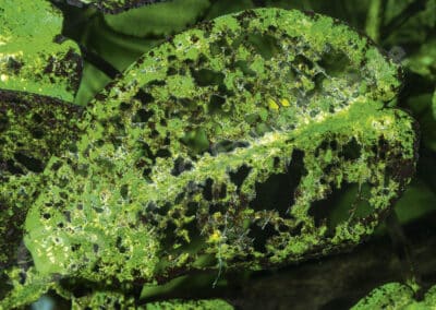 Ancistrus und Pflanzen – warum manche Welse an Pflanzen gehen