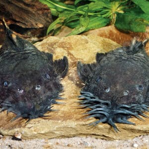 Wie erkenne ich das Geschlecht meines Antennenwelses?