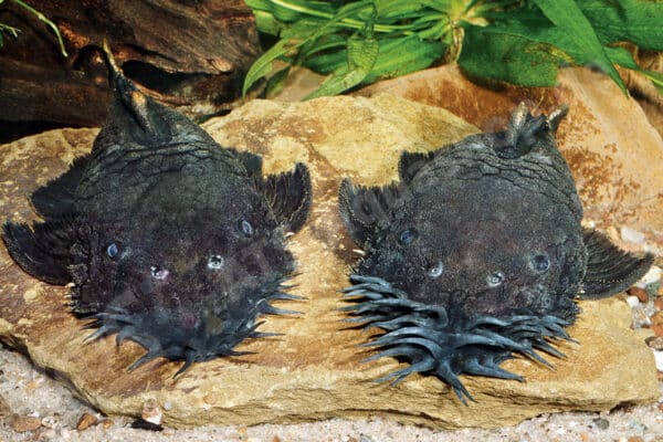 Pärchen von Ancistrus ranunculus, Weibchen links Pärchen von Ancistrus ranunculus, Weibchen links