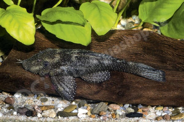 Weibchen von Ancistrus sp. (L 071) aus dem Rio Tapajós Weibchen von Ancistrus sp. (L 071) aus dem Rio Tapajós