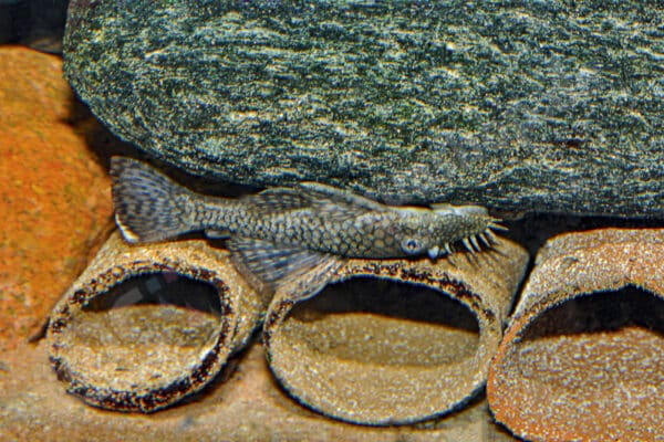 es sollten zahlreiche Laichröhren angeboten werden