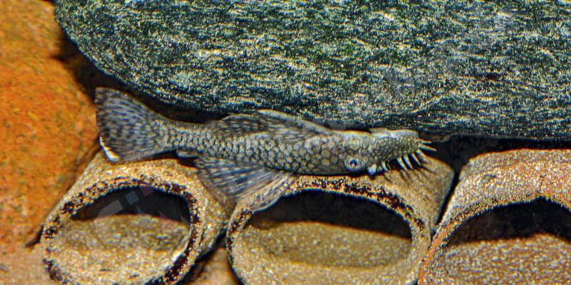 es sollten zahlreiche Laichröhren angeboten werden es sollten zahlreiche Laichröhren angeboten werden