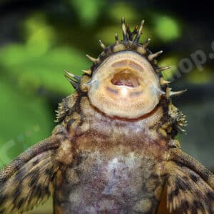 Neu auf Ancistrus.at: Was sind Antennenwelse?