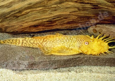 Ancistrus sp. “Albino”