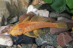 Gelber schwarzäugiger Antennenwels, Ancistrus sp. "Gelb, Aquarienstamm"