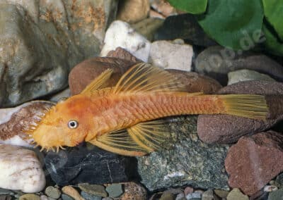 Ancistrus sp. „Gelb-Schwarzauge“