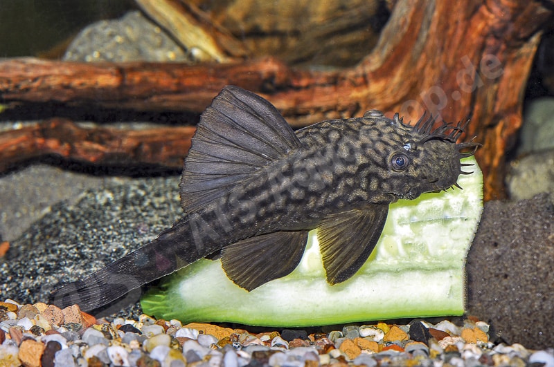 Männchen von Ancistrus yanesha frisst an Gurke Männchen von Ancistrus yanesha frisst an Gurke