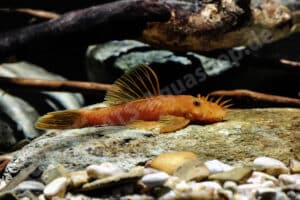 Ancistrus sp. "Aquarienstamm / Super Red"