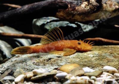 Ancistrus sp. „Super Red“